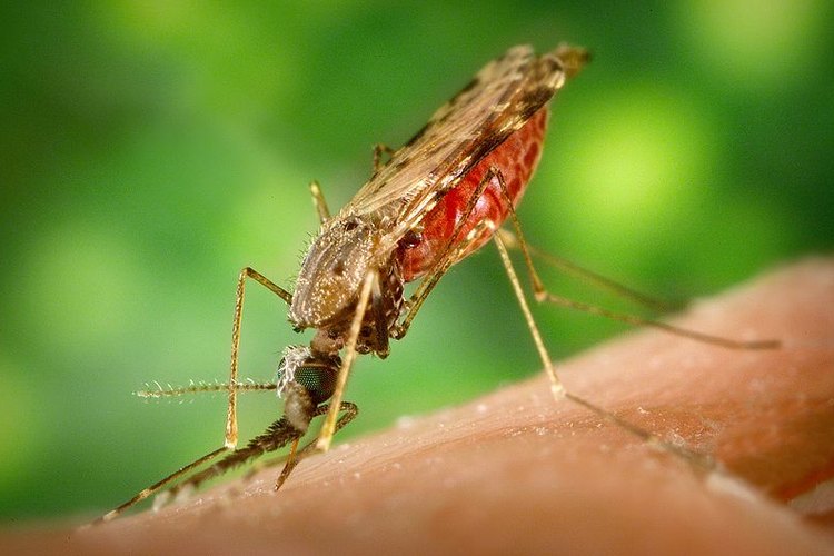 La malaria es transmitida por los mosquitos del género Anopheles.