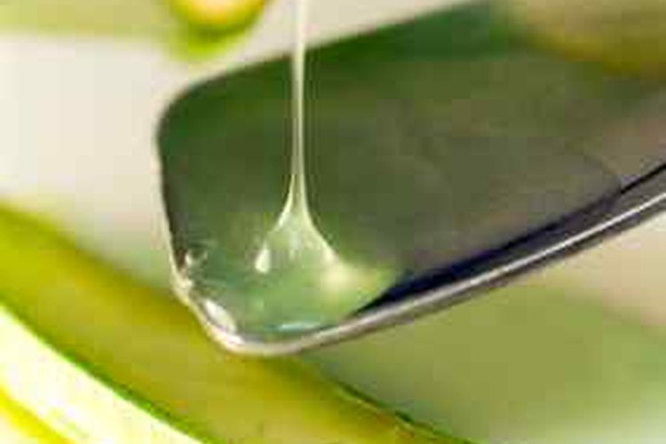 Incluso Cleopatra conocía los beneficios para la belleza del aloe vera.