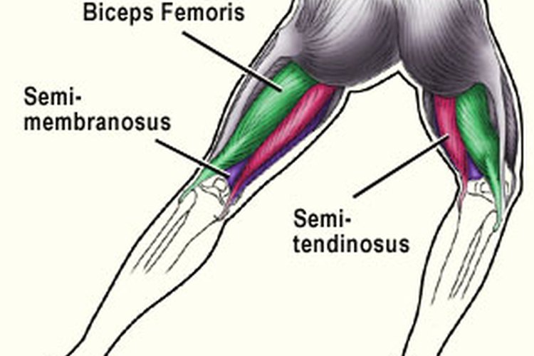 Los isquiotibiales son los músculos más débiles de la pierna.