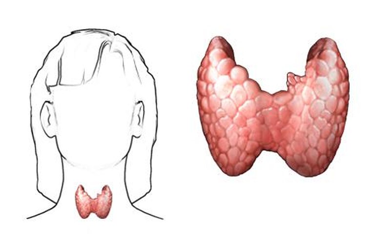 La tiroides es una glándula con forma de mariposa ubicada en el cuello.