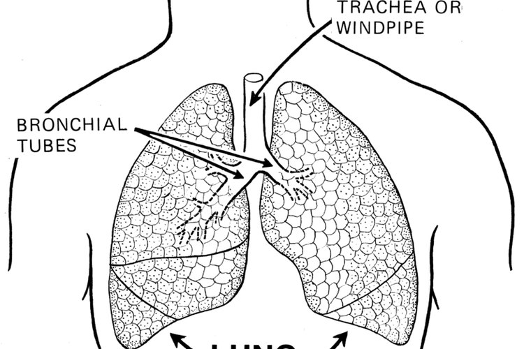 Aprende técnicas de respiración para mantener sanos tus pulmones.