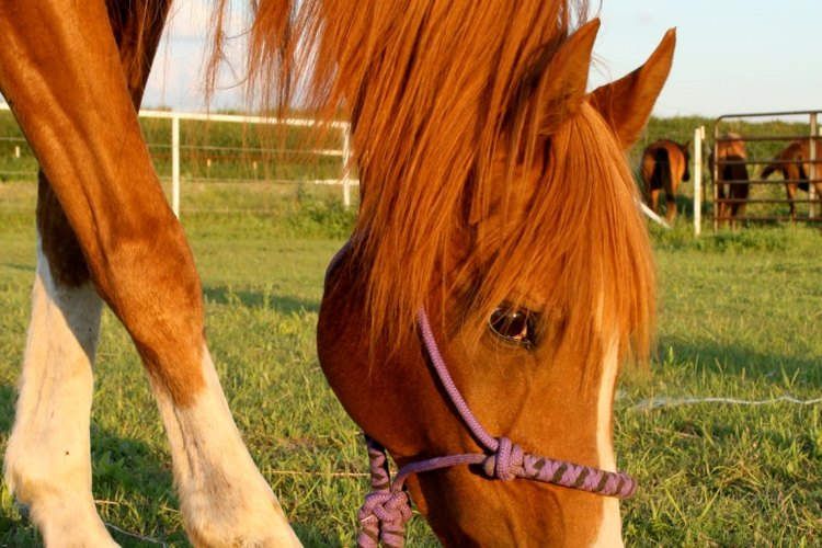 Dale pulpa de remolacha a tu caballo.