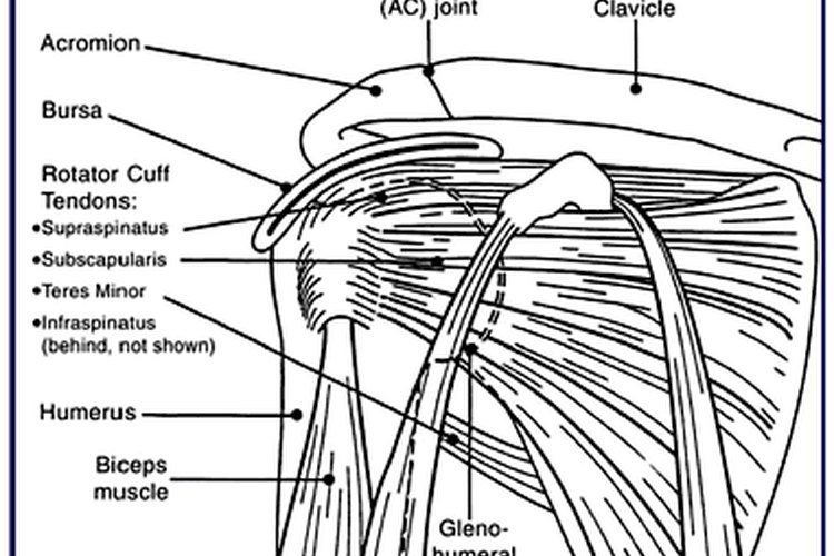 Anatomía de la articulación del hombro.