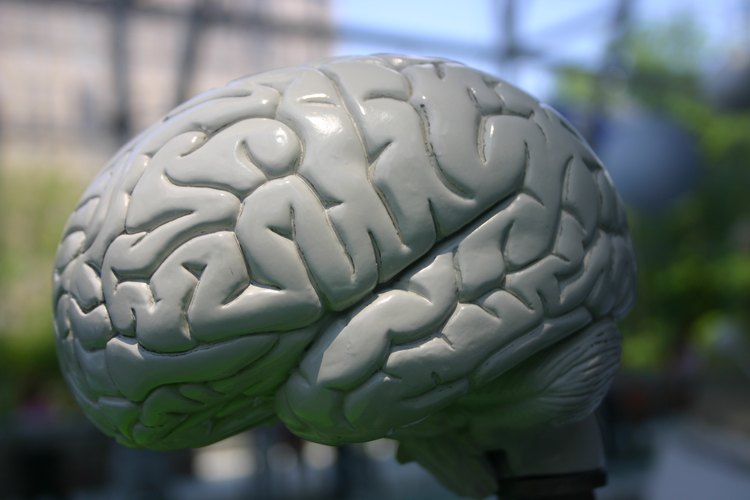 Si bien no hay tratamiento específico para la atrofia cerebral, hay opciones de tratamiento para las condiciones que puedan ocasionar.