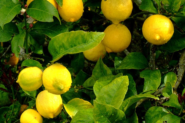 La dieta consiste de una limonada hecha de limones orgánicos.