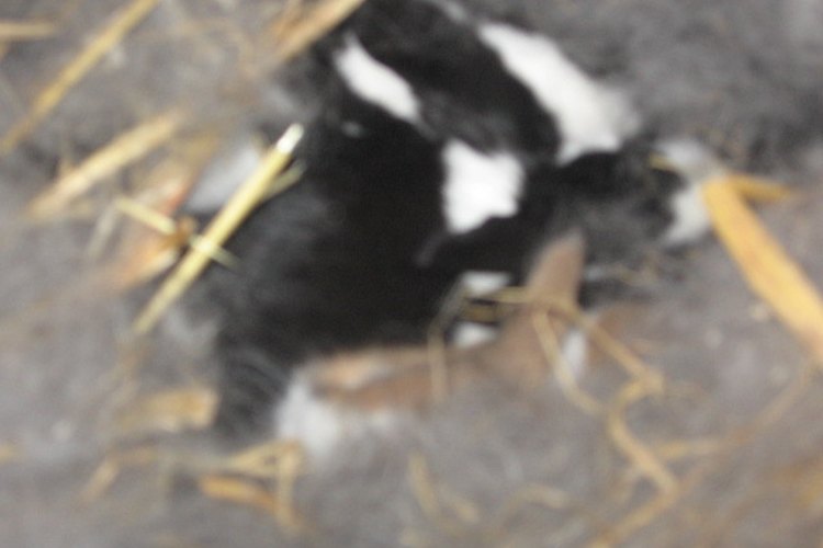 Conejo.