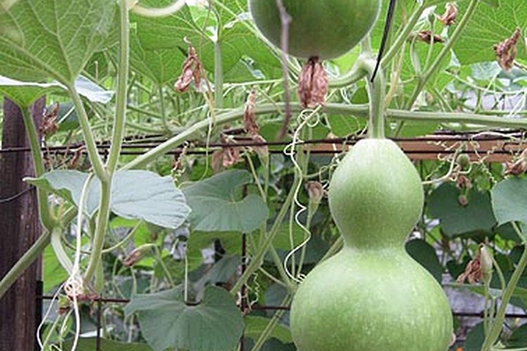 Las calabazas hacen útiles cantimploras.