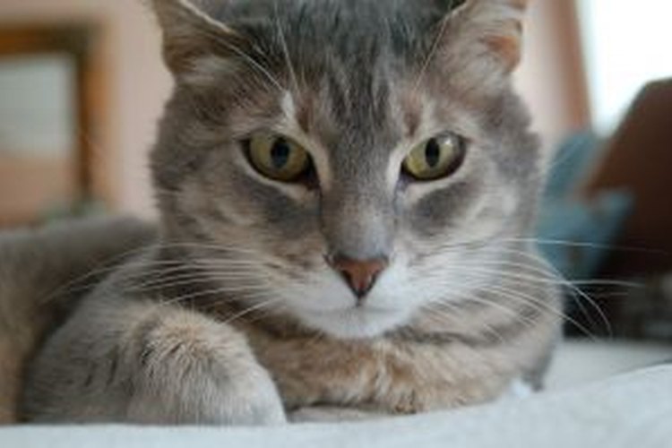 La dosis para los gatos es solo una.