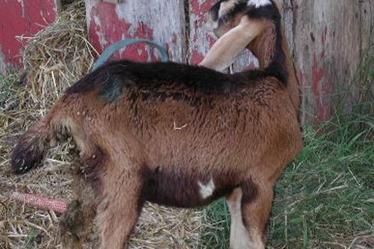Las cabras bebé son muy mansas; la cabra de la foto se encuentra en Li-Ioan, Cebu Philippines.,