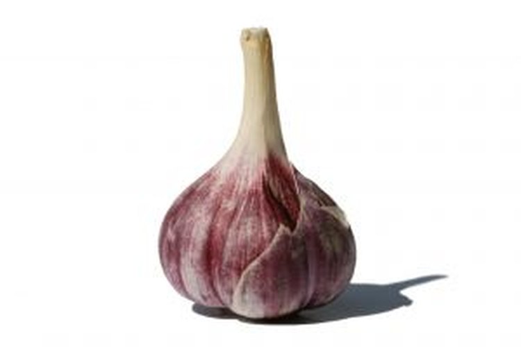 Ajo