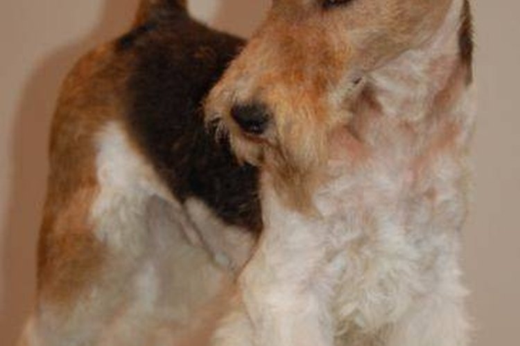 what health problems do fox terriers have