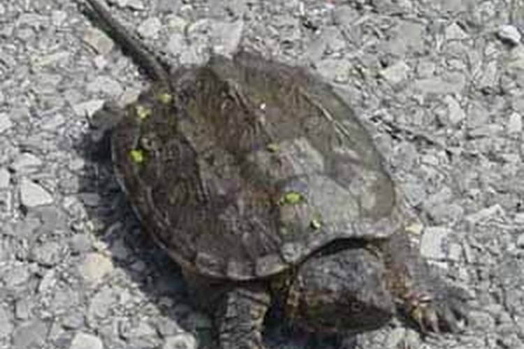 are snapping turtles dangerous to dogs