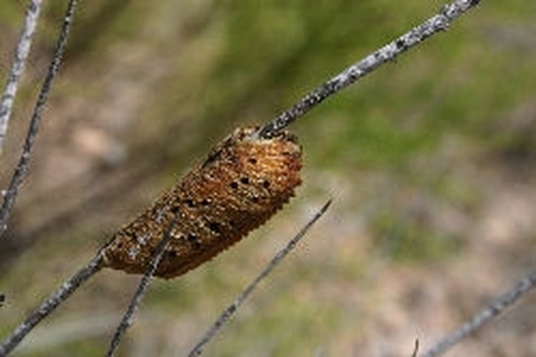 brown cocoon identification