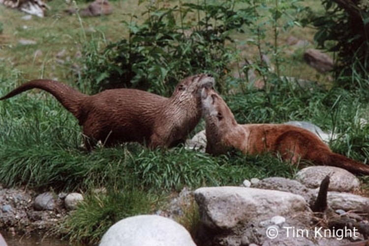 http://depts.washington.edu/natmap/photos/mammals/river_otter_02tk.jpg Otters enjoying the yard