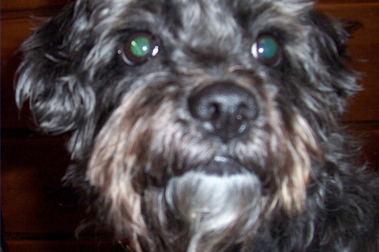 what is the best dog food for a schnoodle