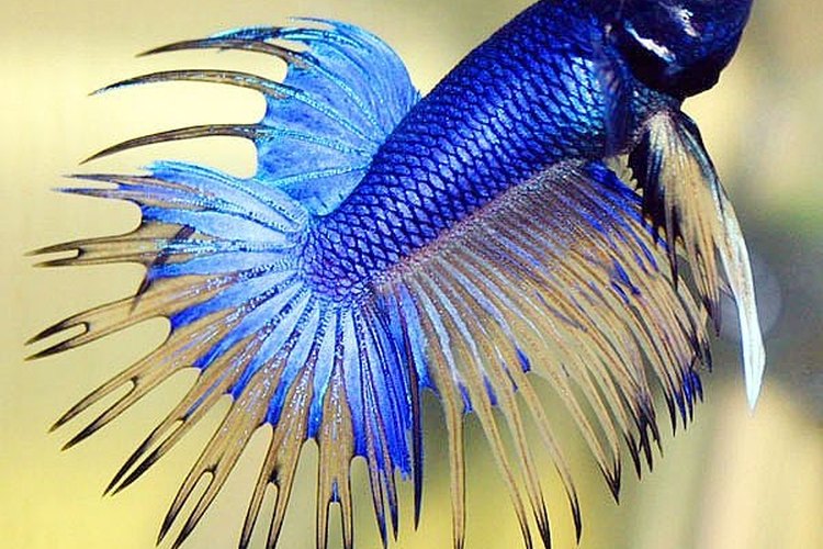 Betta deals color enhancer