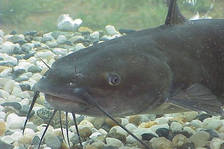 raising catfish for food