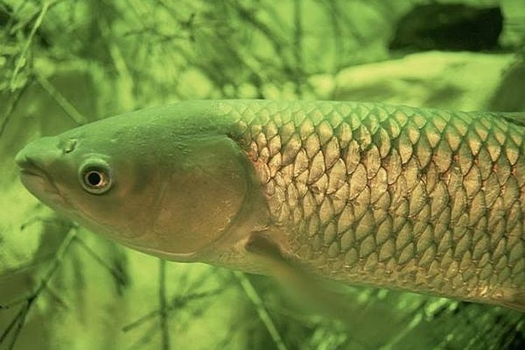 how to catch a grass carp