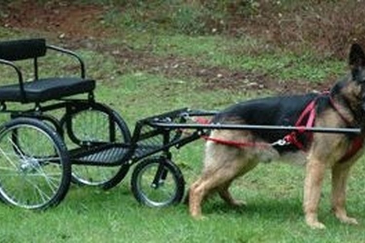 teach dog to pull cart