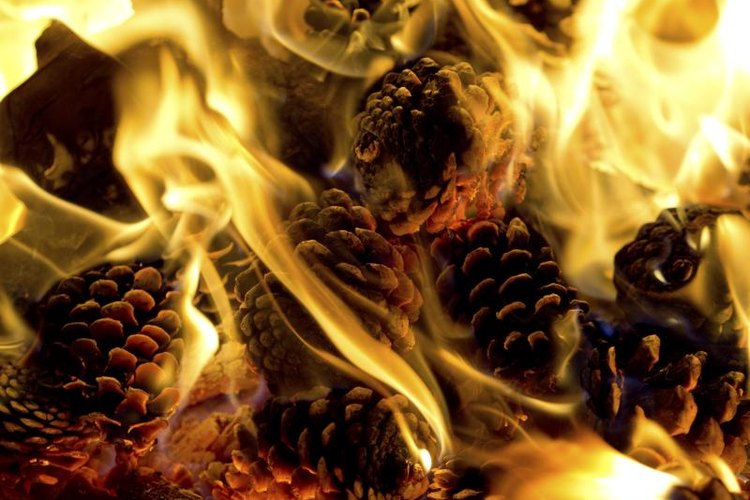 how-to-make-a-pine-cone-fire-starter-gone-outdoors-your-adventure