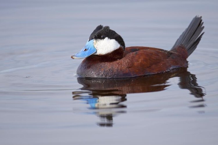 Types of Ducks in South Carolina Gone Outdoors Your Adventure Awaits
