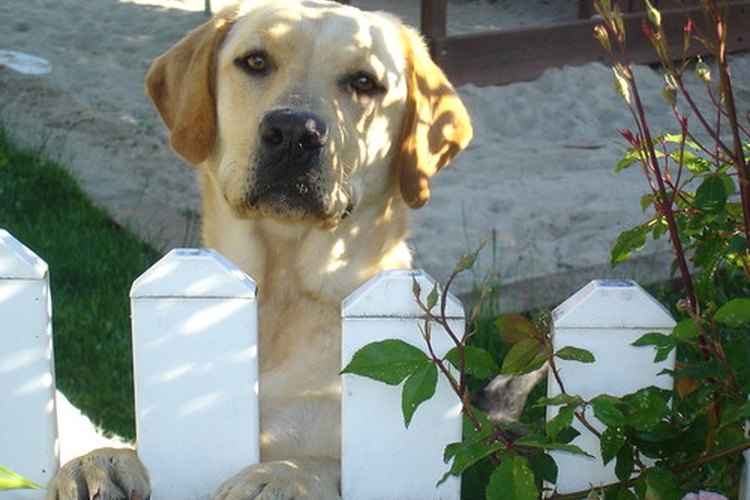 Los labradores tienden a tener varias afecciones de piel.