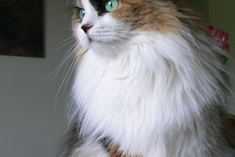 Los gatos pueden sufrir de distintas enfermedades intestinales.