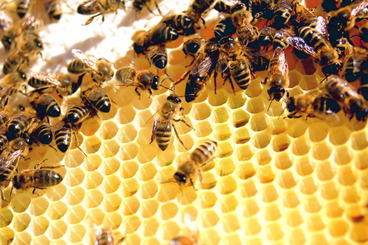La cera de abeja tiene múltiples beneficios para la piel