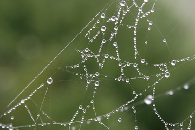 Tela de araña.