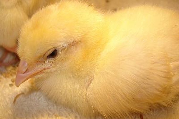 Los pollos pueden contagiar la salmonela.