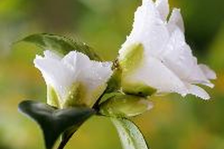 La camelia es una flor muy bella y su aceite tiene numerosas propiedades.