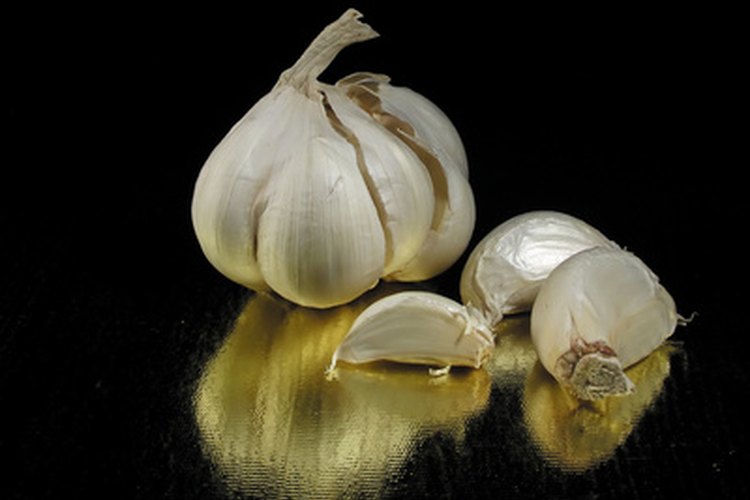 how much garlic will kill a dog