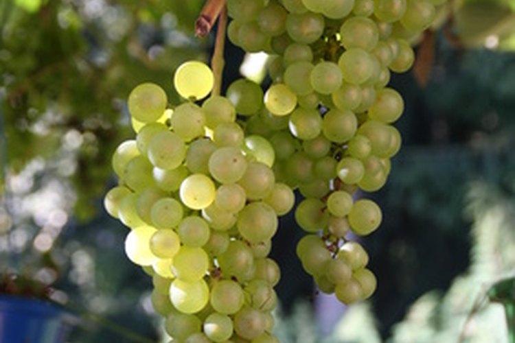 Las variedades de uvas más dulces contienen la mayor cantidad de azúcar.