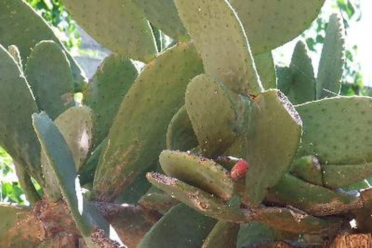 La hoja de cactus ofrece varios beneficios para la salud.
