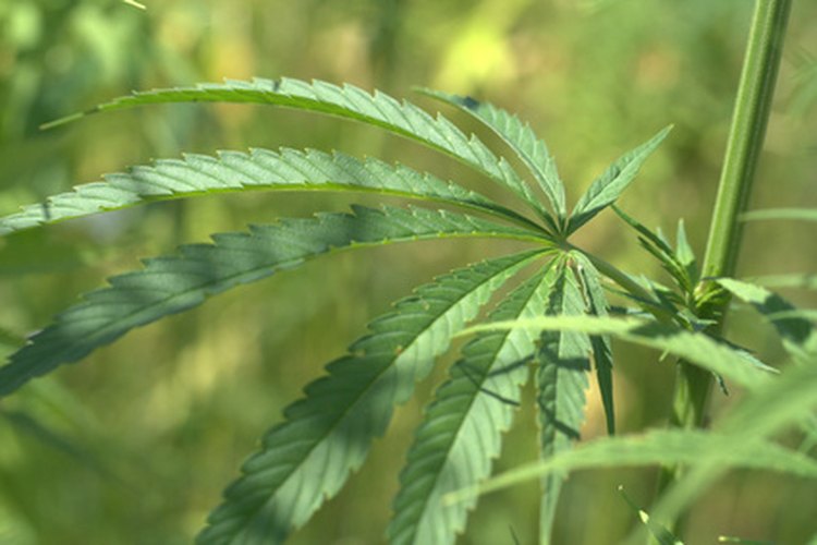 Obtener una licencia de marihuana requiere de varios pasos.