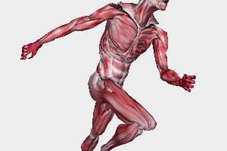 Un huso muscular es un pequeño grupo de fibras musculares especializadas dentro de un músculo.