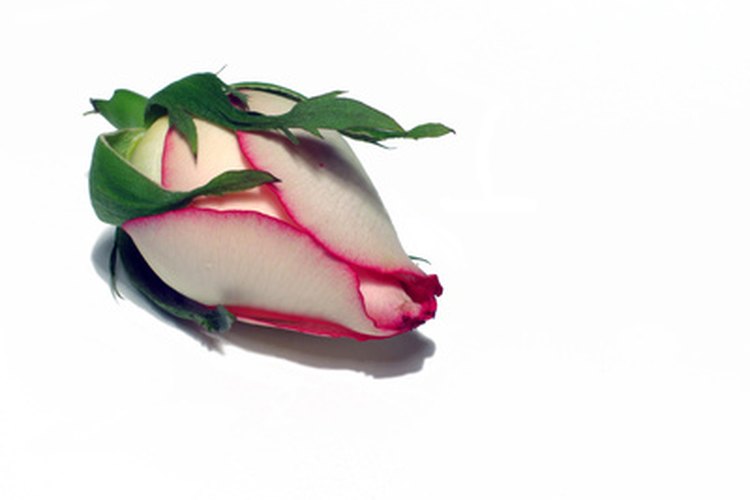 El Rosebud Salve tiene varios usos.