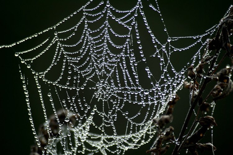 Las telarañas de la viuda negra son más comunes en espacios oscuros.