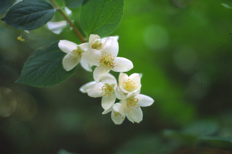 Las flores de jazmín le dan al té su sabor único.