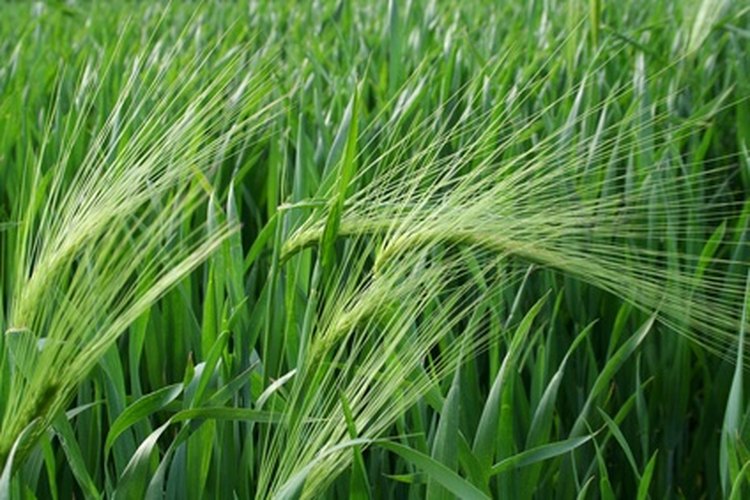 Los efectos positivos del cereal germinado se han conocido desde la década de 1930.