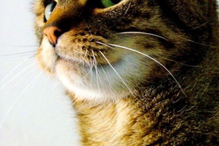 El amoníaco en la orina de los gatitos puede hacerte sentir enfermo.