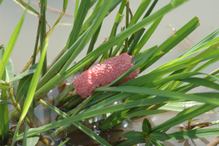 How to Tell if Your Snail Is Pregnant? | Pets on Mom.com