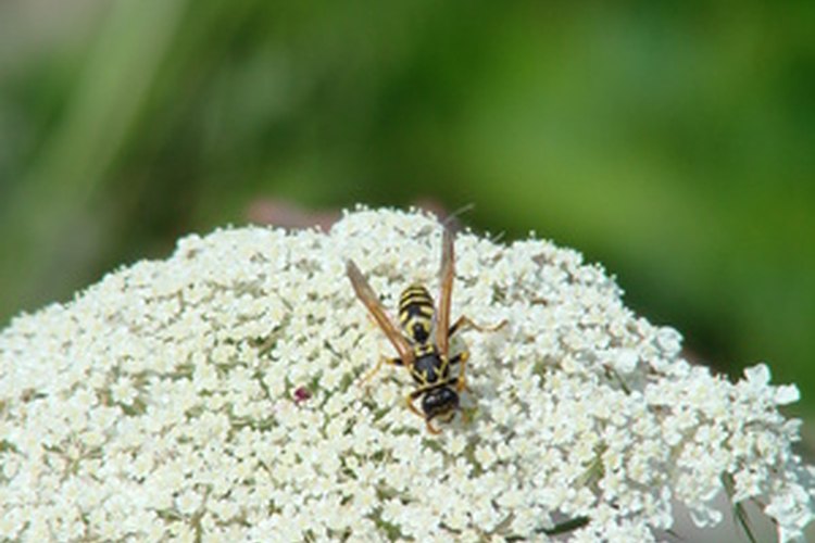El encaje de Queen Anne es la flor de la planta daucus carota de donde viene el aceite de semilla de zanahoria.
