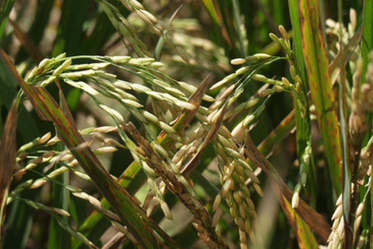 El arroz es un cultivo de grano.