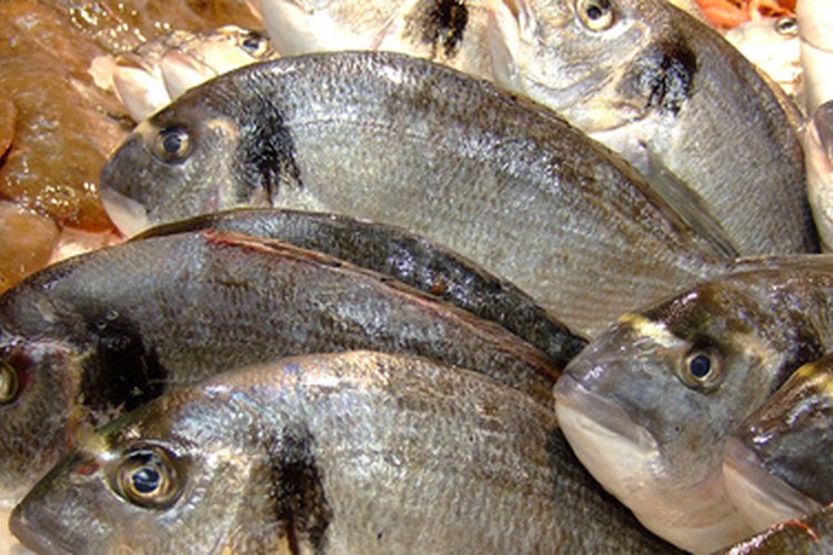 Los mariscos como la caballa y el arenque contienen altos niveles de purina.