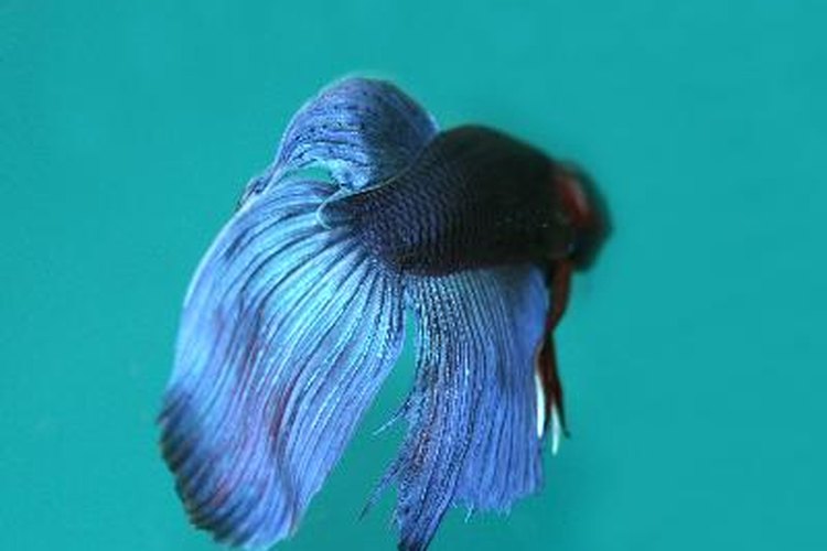 Fighter fish store male and female