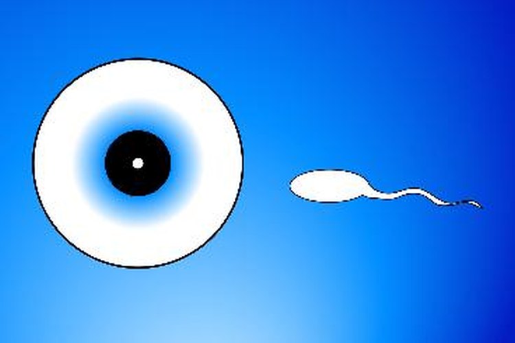 Al ovular, el epitelio endometrial se engrosa y el útero se prepara para recibir al óvulo fertilizado.