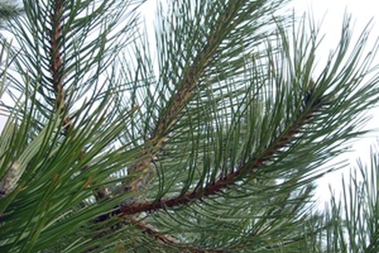 El aceite de pino se obtiene de las agujas del árbol de pino, los piñones o semillas y las piñas.