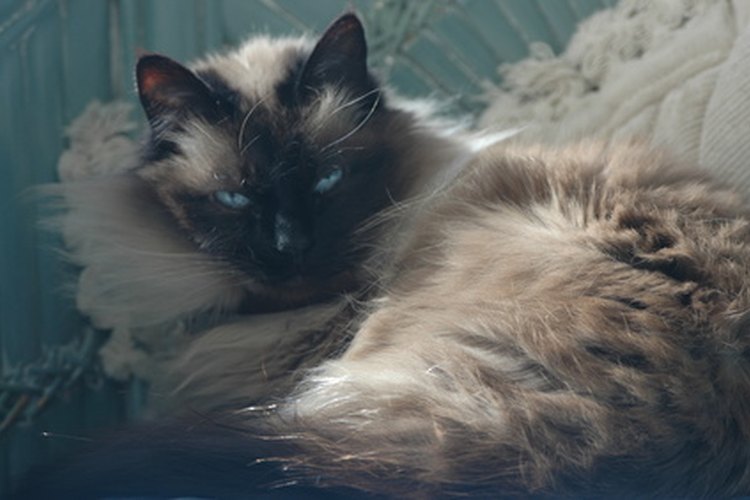 Los gatos de ragdoll por lo general son una raza fuerte, pero algunos problemas de salud pueden aparecer.
