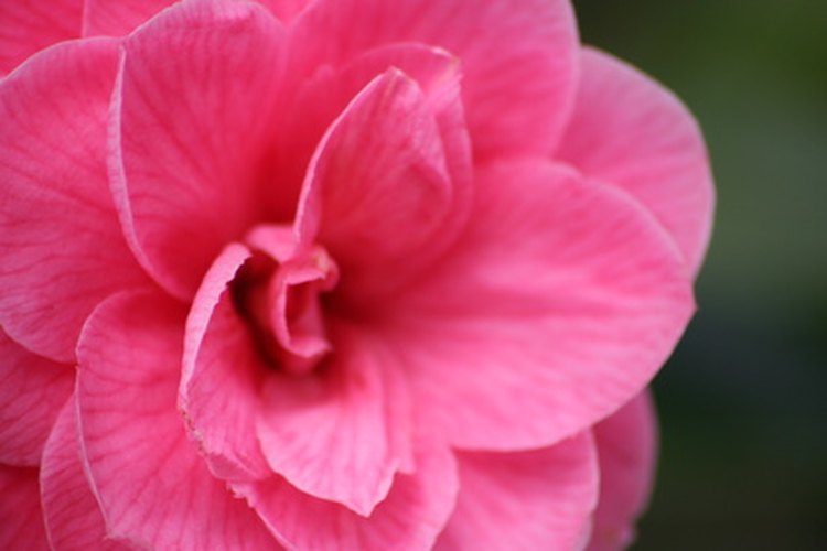 El aceite proveniente de la flor de camelia puede dejar el cabello brillante y saludable.
